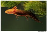 Great-Crested-Newt-lava 4